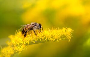 western honey bee, yellow flowers, pollination, european honey bee, apis mellifera, hymenoptera, entomology, bumblebee, bee, insect, nature, animal, wildlife, close up, macro